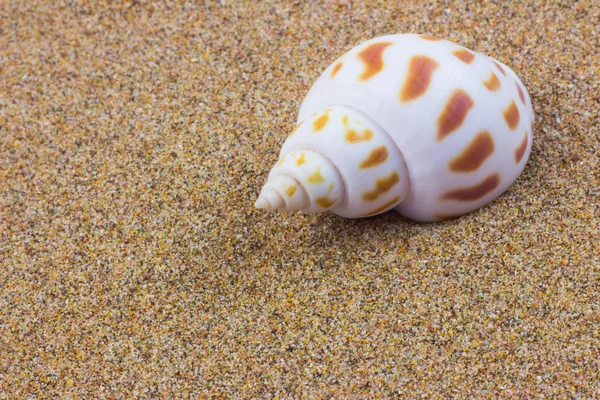 Conchas marinas en la playa de arena — Foto de Stock