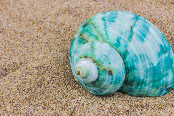 Conchas marinas en la playa de arena — Foto de Stock