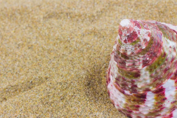 Seashells on sand beach — Stock Photo, Image