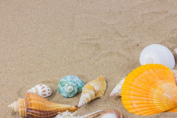 Conchas marinas en la playa de arena — Foto de Stock
