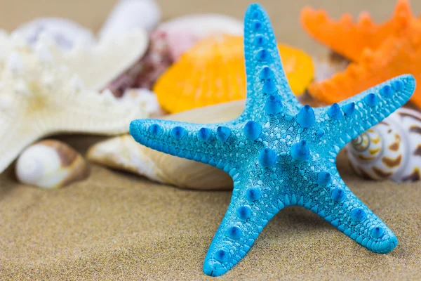 砂浜の貝殻 — ストック写真