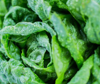 Taze yeşil marul yaprakları