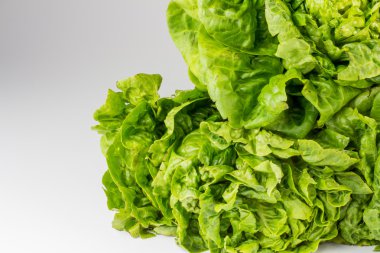 Taze yeşil marul yaprakları