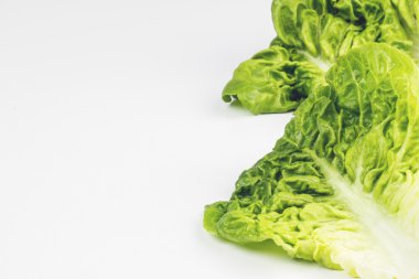 Taze yeşil marul yaprakları