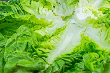 Taze yeşil marul yaprakları