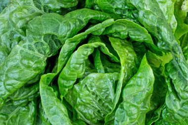 Taze yeşil marul yaprakları