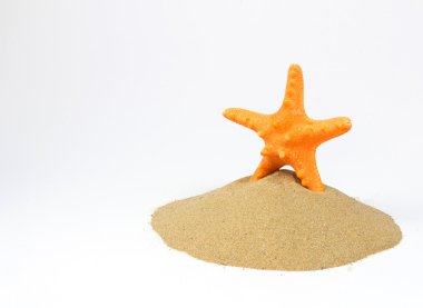 plaj kum deniz yıldızı ve üzerinde beyaz izole kabuk