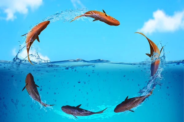 美しい赤い魚事業の背景 — ストック写真