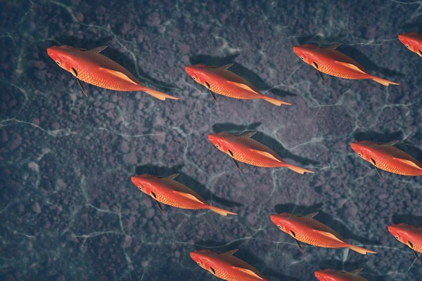 Красивый красный рыба бизнес фон — стоковое фото