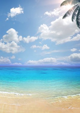 Yeni Beach palm arka plan