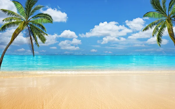 Новый пляж на фоне пальм — стоковое фото
