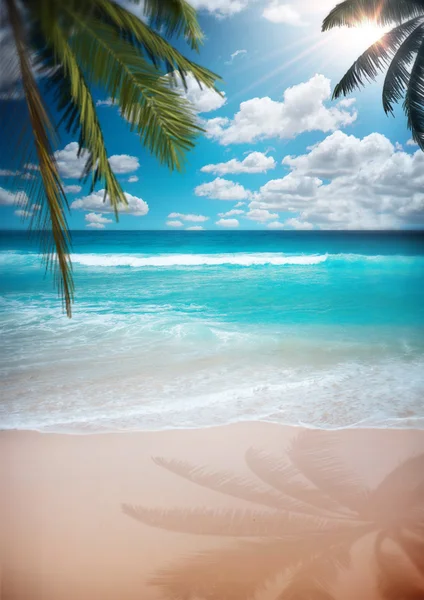 New Beach palm  background Stock Image