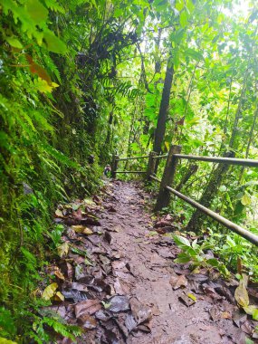 Hermoso paisaje de un bosque mgico en un da templado