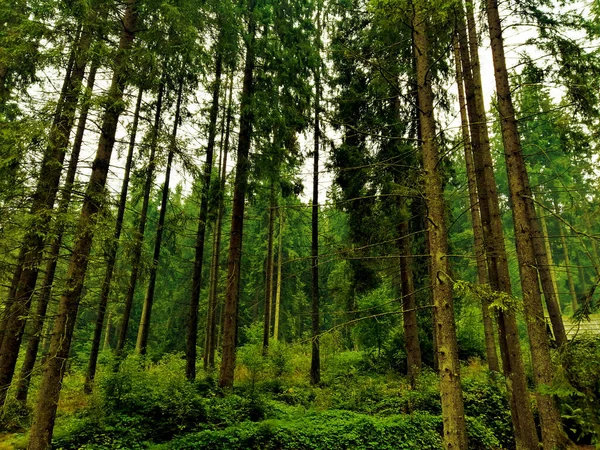 Stora träd i skogen i Karpaterna — Stockfoto