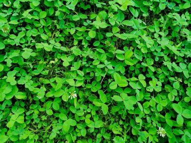 Arkaplan resmi, yeşil yonca, üst görünüm