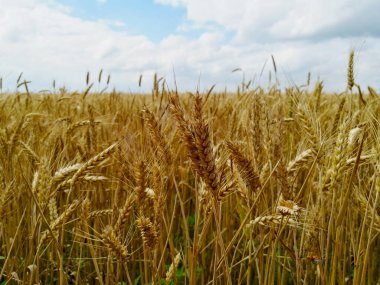Altın buğday hasat için hazır.