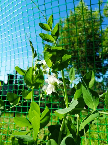 豌豆灌木上的花 网格上的卷曲 — 图库照片