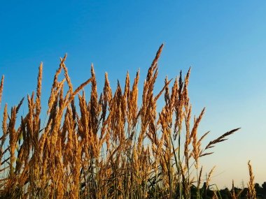 Mavi gökyüzünün arka planında dikenler