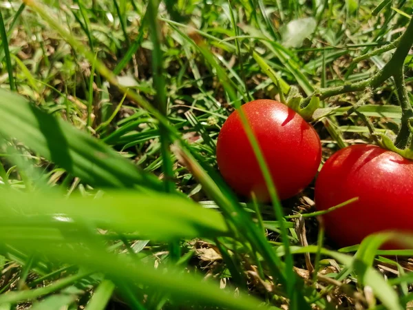 Grünen Gras Liegen Zwei Kirschtomaten — Stockfoto