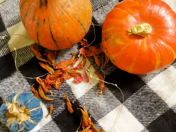 Arrière Plan Dans Cage Trouvent Deux Citrouilles Pétales Fleurs Secs — Photo