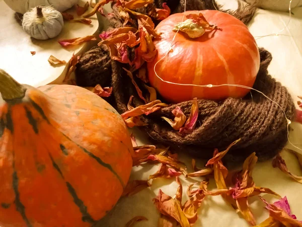 Autumn Decor House Pumpkins Warm Scarf — Stock Photo, Image