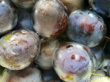 Erik hasadı işlenmeden önce suda yükselir.