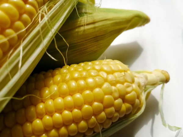 Corn on white, shooting only the bottom of the cob — Stock Photo, Image