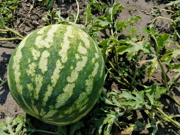 Gestreifte Wassermelone wächst im Garten — Stockfoto