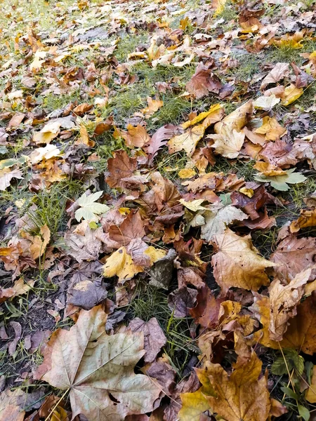 Les feuilles d'automne sont éparpillées sur la pelouse — Photo