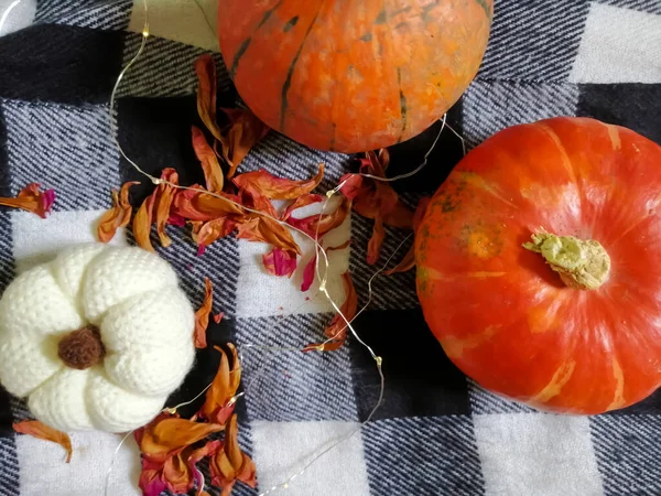 Deux Citrouilles Une Main Blanches Sur Une Cage — Photo