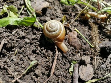 Yerde kabuklu bir salyangoz