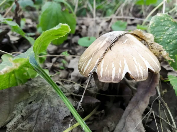 Cogumelos Outono Aparecem Uma Vista Como Guarda Chuva Mas Possivelmente — Fotografia de Stock