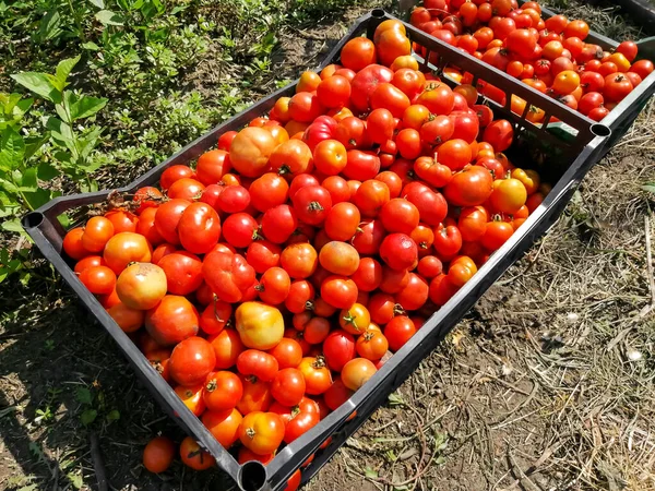 Zwei Überquellende Kisten Tomaten Eine Große Ernte — Stockfoto