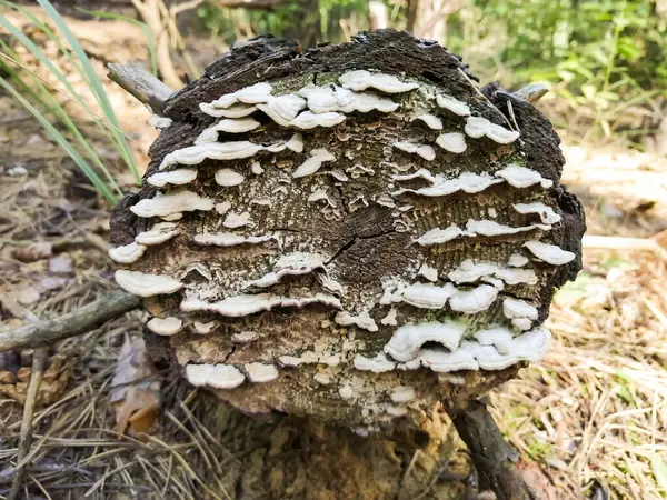 Cogumelos Madeira Brancos Log Árvore — Fotografia de Stock