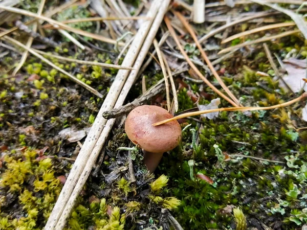 Pilz Mit Brauner Kappe Wächst Unter Moos — Stockfoto