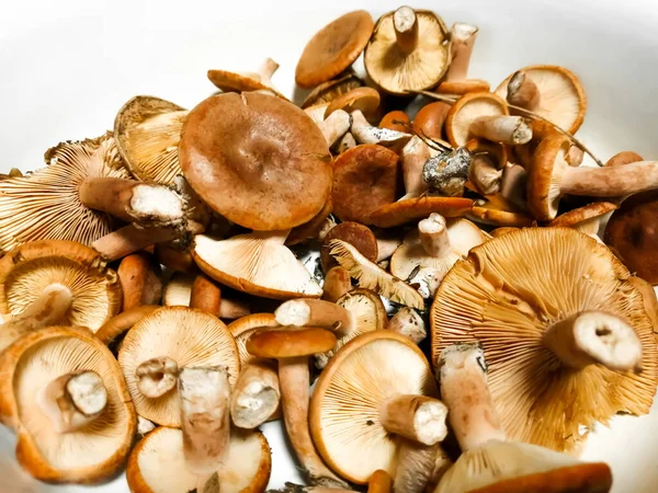 Cogumelos Sujos Apenas Floresta Fundo Branco — Fotografia de Stock