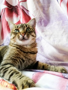 Çizgili küçük kedi arka planda güzelce yatıyor.