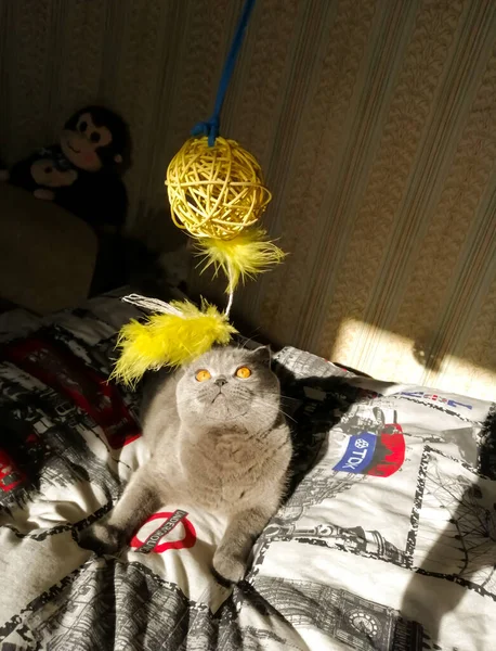 Escocês Dobra Gato Brincando Com Brinquedo Cama — Fotografia de Stock