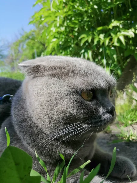 街上一只苏格兰折叠猫的简况 — 图库照片