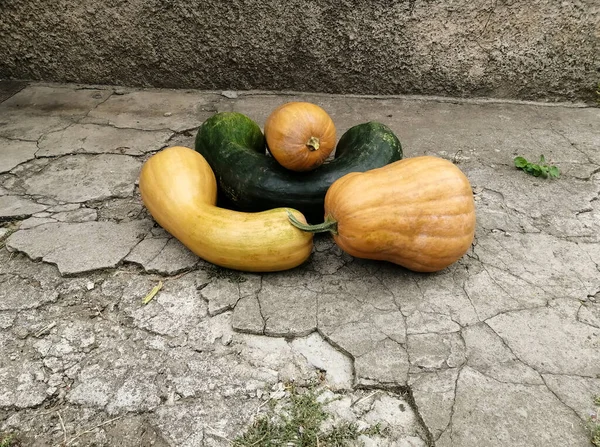 Colheita Jardim Perto Casa Antes Decorar Para Férias — Fotografia de Stock