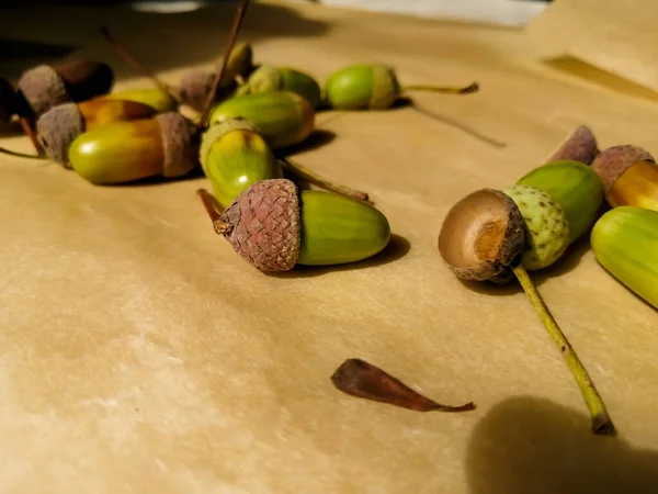 Oud Papier Zijn Groene Eikels Doppen — Stockfoto