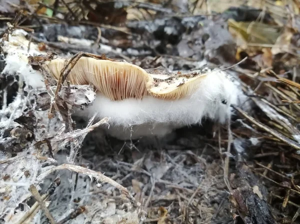 Nahaufnahme Der Pilz Ist Von Unten Mit Dichtem Weißen Moos — Stockfoto