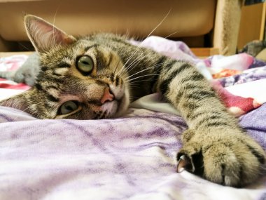 Kedi çarşafın üzerinde güzel bir şekilde yatıyor.