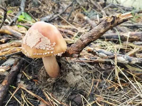 Cogumelo Estranho Com Chapéu Volumoso Cresce Debaixo Pau — Fotografia de Stock