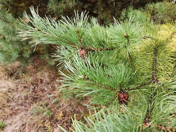 Coniferous Tree Spruce Branches Small Cones — Stock Photo, Image