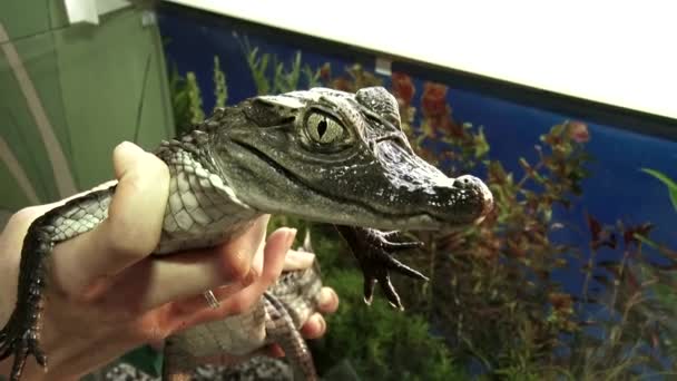 Animali - coccodrillo, Caiman. nelle mani — Video Stock