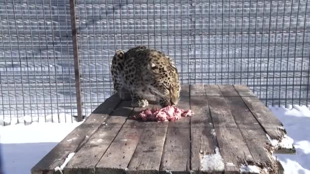 Djur - en en leopard äta kött på vintern — Stockvideo