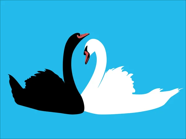 Dois cisnes preto e branco em um fundo azul céu —  Vetores de Stock