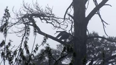 karga. Sabahları sis.