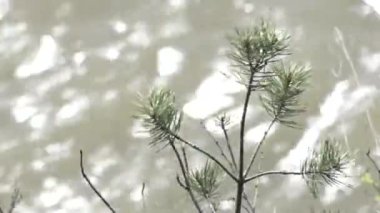  bir dağ dere üzerinde küçük bir çam closeup.